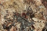 Triassic, Petrified Wood (Araucaria) Round - Madagascar #217086-1
